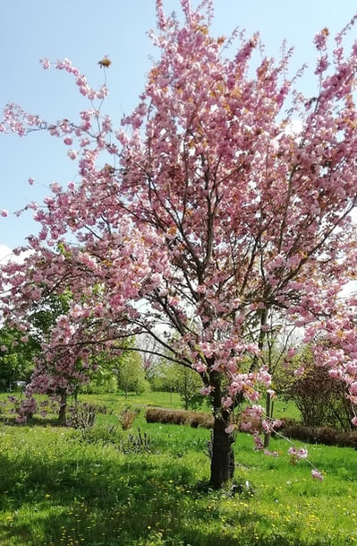Zenklausen Blühte Baum Lebensbaum